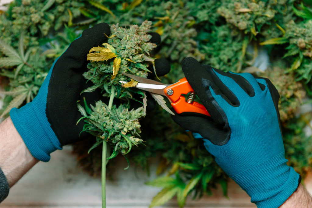 sommités florales cbd