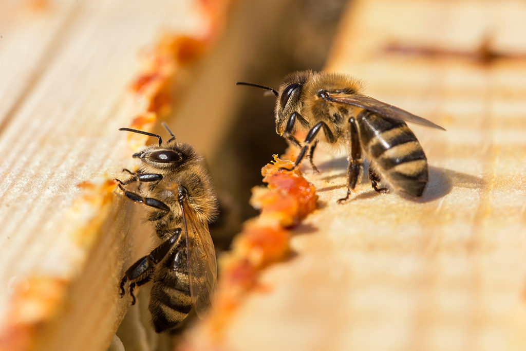 abeilles