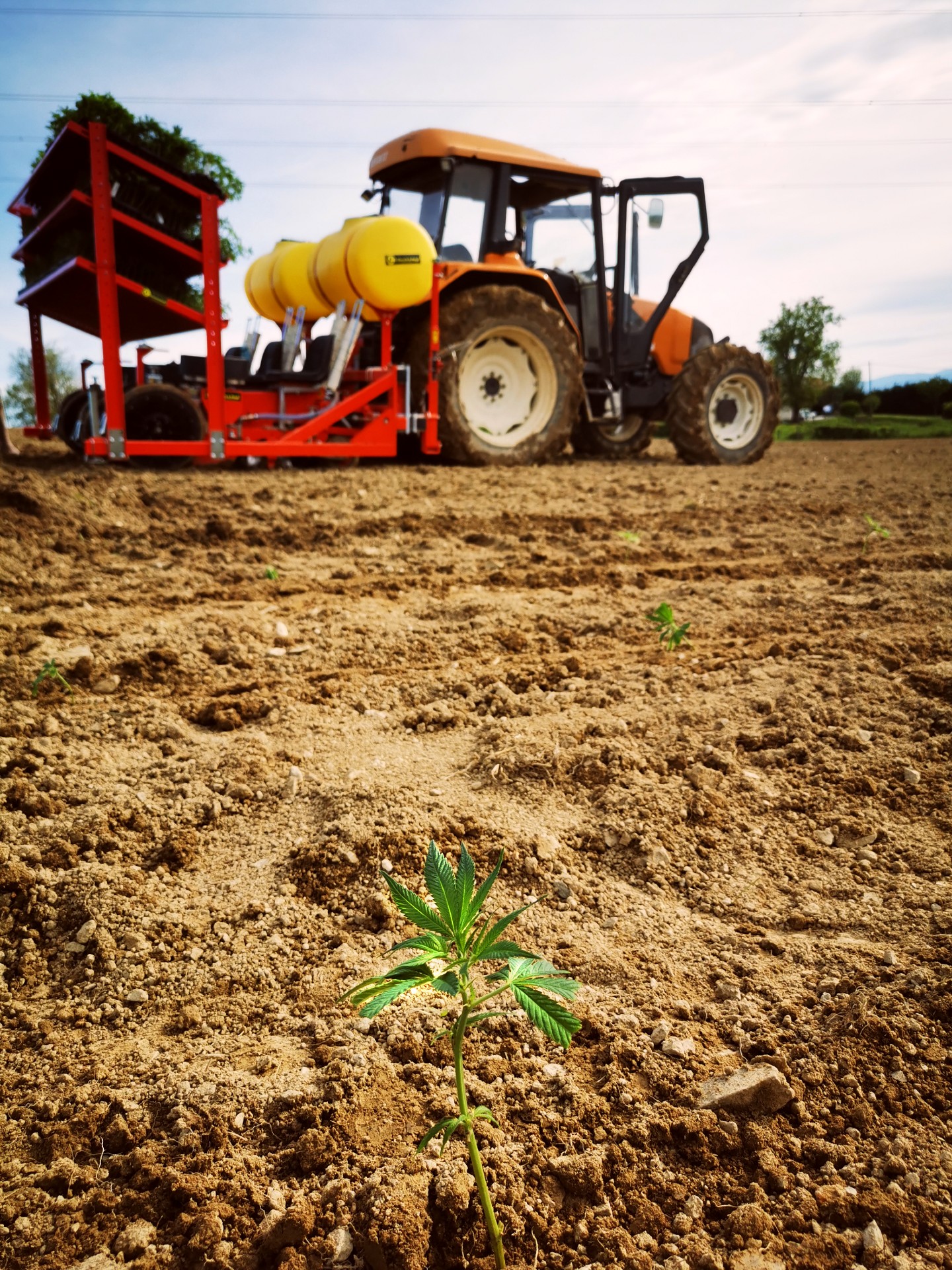 Interview – Les plantes de Tomine : la ferme du bien-être