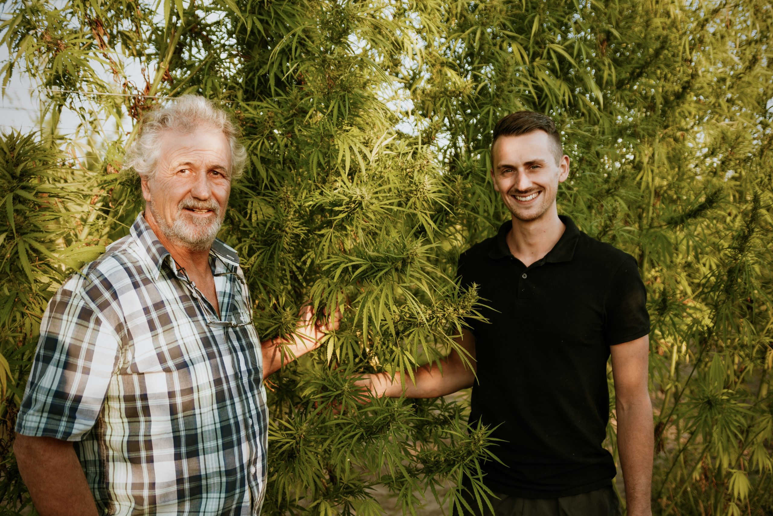 Le chanvre de mon Père : l’expertise en CBD